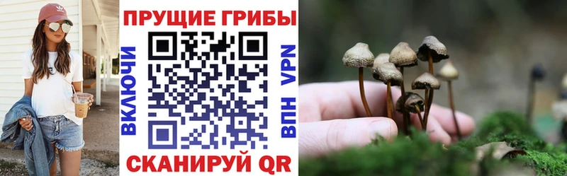 Псилоцибиновые грибы Cubensis  где купить наркоту  Усть-Кут 