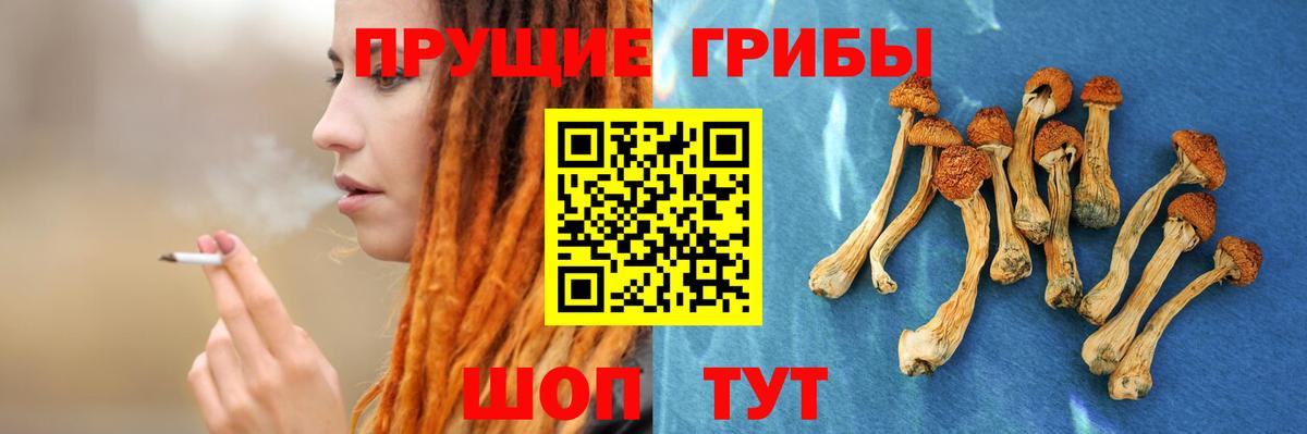 Усть-Кут  Галлюциногенные грибы Psilocybine cubensis  Вход с VPN 